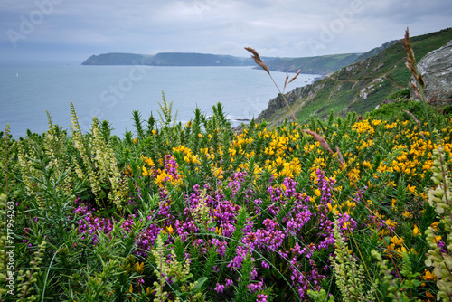 View over yellow gorse and purple heather in bloom to Bolt Head on the South West Coast Path, Devon, UK
