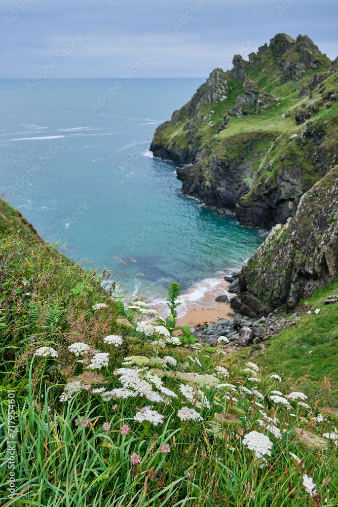 View down to Elender Cover over Cow Parsley on the South West Coast Path, Devon, UK
