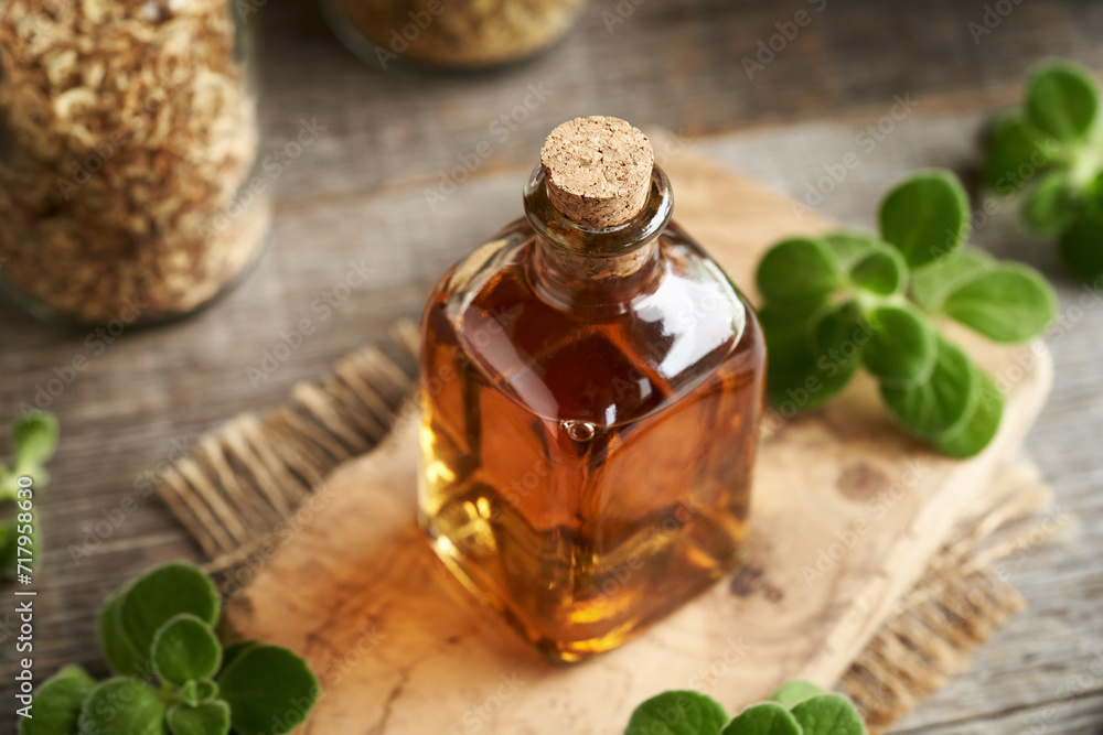 A bottle of Coleus or Plectranthus amboinicus tincture A bottle of Coleus or Plectranthus amboinicus tincture