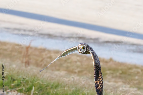 狩りのために飛翔する美しいコミミズク（フクロウ科）。 日本国千葉県三郷市、江戸川河川敷にて。 2023年1月22日撮影。A beautiful Short-eard Owl (Asio flammeus, family comprising owls) in flight for hunting. 