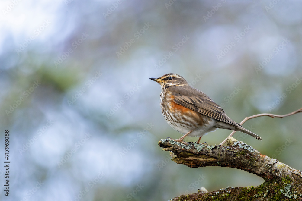 Close up of a Redwing perched on a lichen encrusted branch in woodland galde. Close up of a Redwing perched on a lichen encrusted branch in woodland galde.