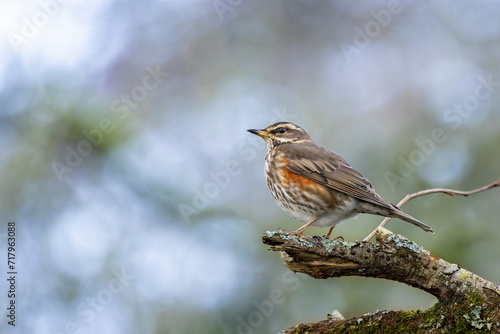 Photos Close up of a Redwing perched on a lichen encrusted branch in woodland galde