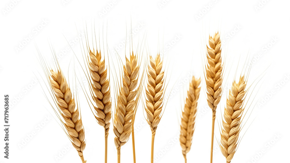 Isolated realistic wheat against a stark white background Isolated realistic wheat against a stark white background