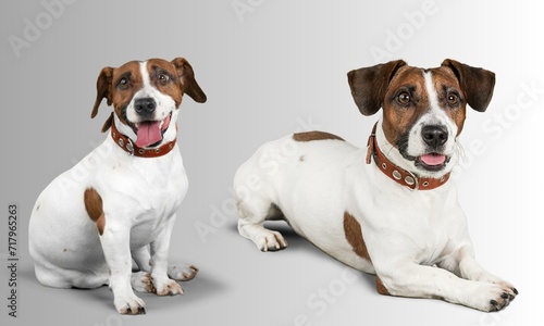 Graceful canines set against a serene gray backdrop, exude a timeless elegance. Their expressive eyes and unique personalities shine amidst the understated canvas, making each dog a work of art. 