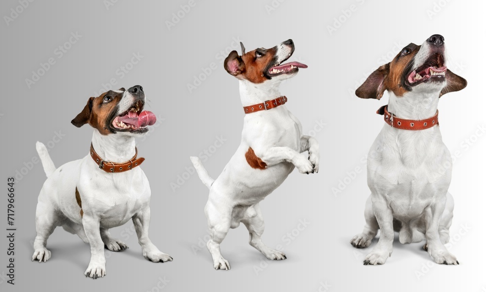 Fototapeta premium Graceful canines set against a serene gray backdrop, exude a timeless elegance. Their expressive eyes and unique personalities shine amidst the understated canvas, making each dog a work of art. 