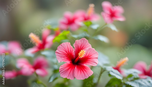 pink hibiscus flower in the garden © Mr Ali