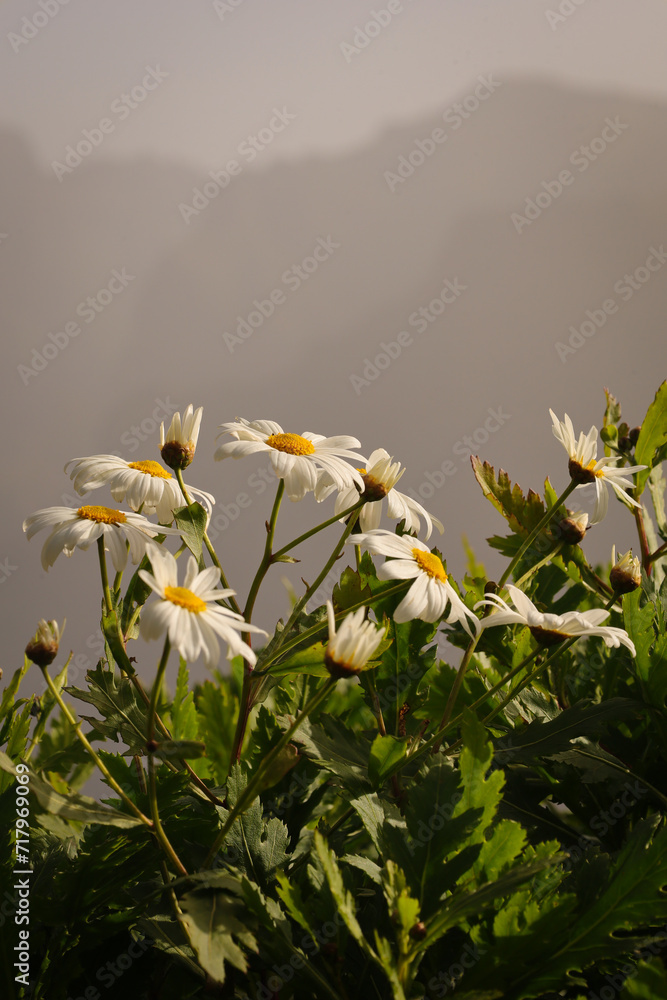Piękne krzewy białych kwiatów rosnące w górskiej dolinie na wyspie Madera. Beautiful bushes of white flowers growing in a mountain valley on the island of Madeira.