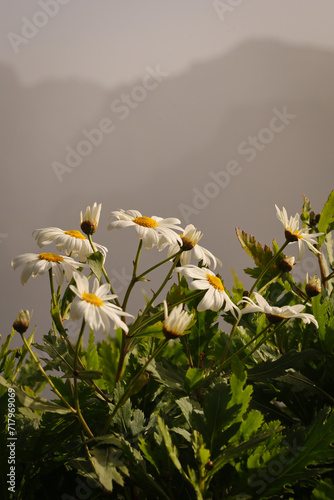 Obraz na płótnie Piękne krzewy białych kwiatów rosnące w górskiej dolinie na wyspie Madera. Beautiful bushes of white flowers growing in a mountain valley on the island of Madeira. w salonie