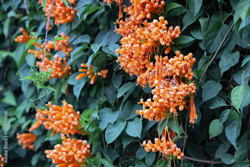 Orange trumpet or pyrostegia venusta full bloom. photo