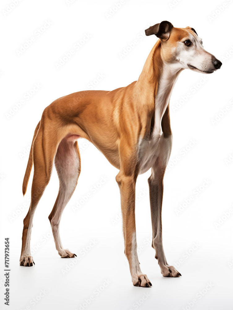 Greyhound dog standing looking at camera, isolated on all white background