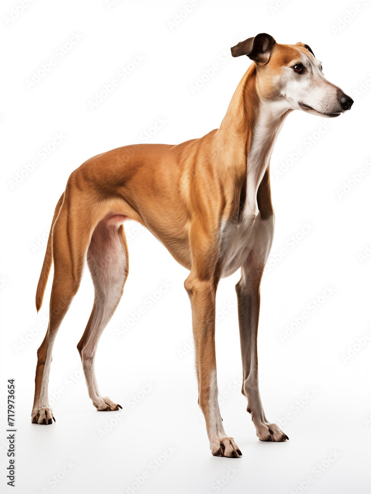 Greyhound dog standing looking at camera, isolated on all white background Greyhound dog standing looking at camera, isolated on all white background
