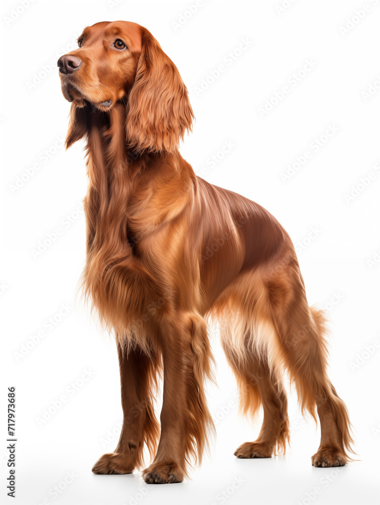 irish setter dog standing looking at camera, isolated on all white background