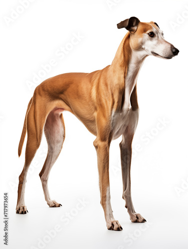Greyhound dog standing looking at camera  isolated on all white background