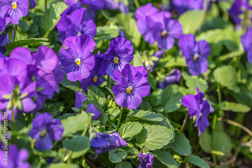 The garden pansy (Viola × wittrockiana) is a type of polychromatic large-flowered hybrid plant cultivated as a garden flower.