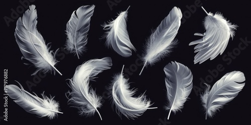 Feathers Transparent Ethereality