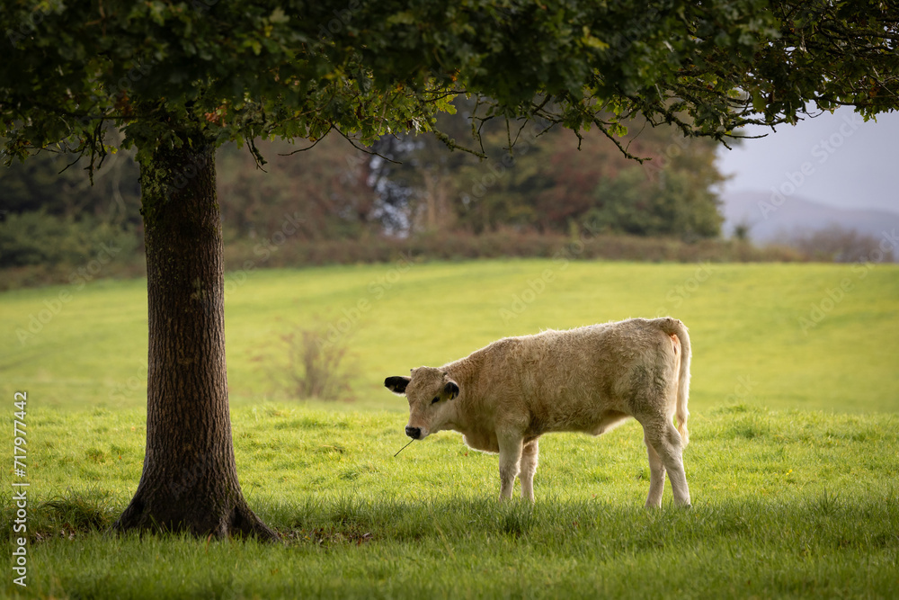 White park calf grazing in a field. White park cattle associated with welsh folklore. White park calf grazing in a field. White park cattle associated with welsh folklore.