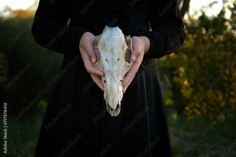 witch black dress woman hold in hands old animal skull, outdoor, dark abstract natural background. esoteric spiritual ritual for Samhain sabbat, Halloween. Magic, witchcraft, mystical practice.