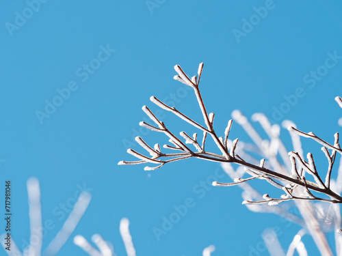 Photography Snow and rime ice on the branches of bushes with blue sky background in sunny day