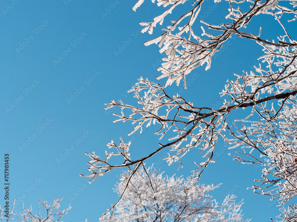 Snow and rime ice on the branches of bushes with blue sky background in ...
