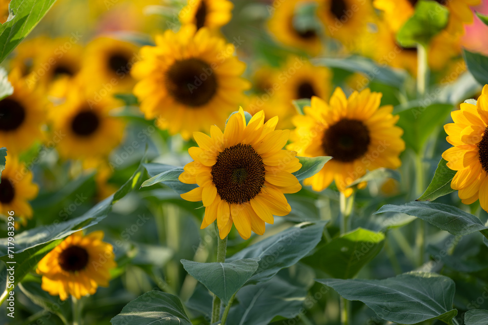 Sun Flower field, Blooming, Yellow