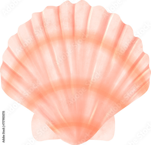 seashell watercolor illustration painting isolated on white or transparent background 