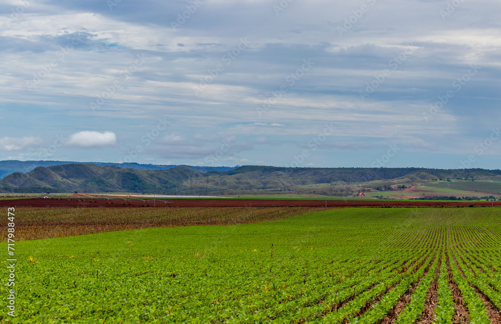 soybean plantation with mountains in the background