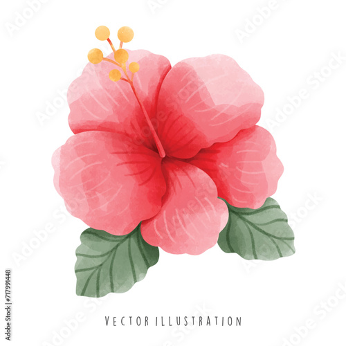 Watercolor of  hibiscus, Beautiful Flowers. Vector Illustration