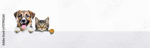 Banner image.A cute cat and dog puppies peeking out from behind a white blank banner. on gray background, copy space.White mockup. © ARVD73