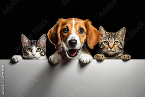 A cute cats and dogs puppies holds a white blank banner. on black background, copy space.