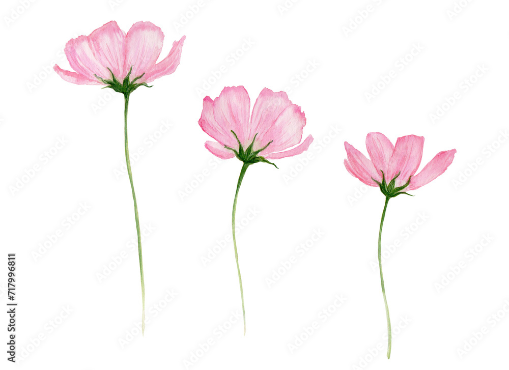 Fleurs cosmos roses aquarelle Fleurs cosmos roses aquarelle