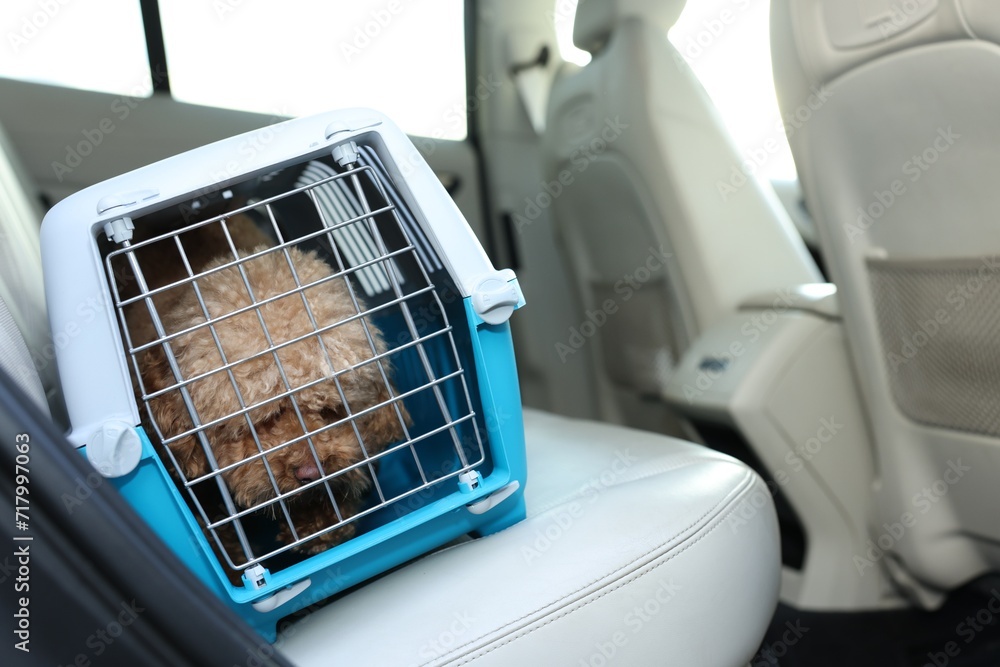 Cute dog in pet carrier travelling by car. Space for text
