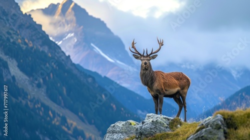 a deer standing on ice mountain