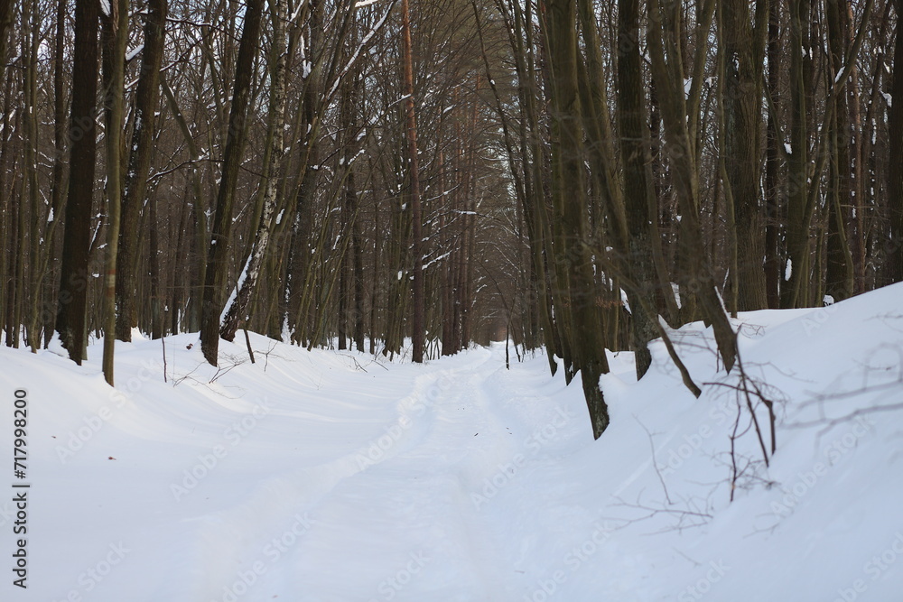 Fototapeta premium winter forest in the snow