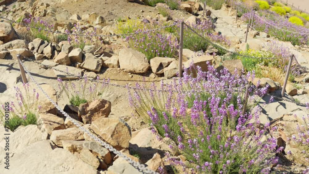 Blooming flowers on hiking trail in Tenerife mountain landscape, motion view Blooming flowers on hiking trail in Tenerife mountain landscape, motion view
