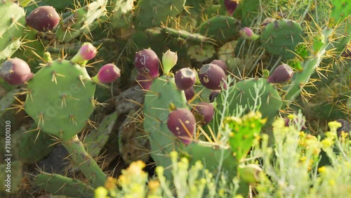 Cactus field. Prickly pear (Opuntia phaeacantha) with purple ripe fruits. photo