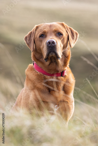 Portrait of a Fox Red Labrador dog on a Welsh Mountain. 