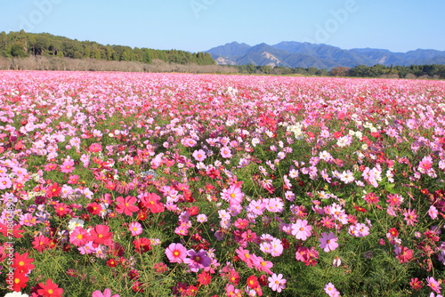 Wallpaper Mural 一面に広がるコスモス畑 Torontodigital.ca