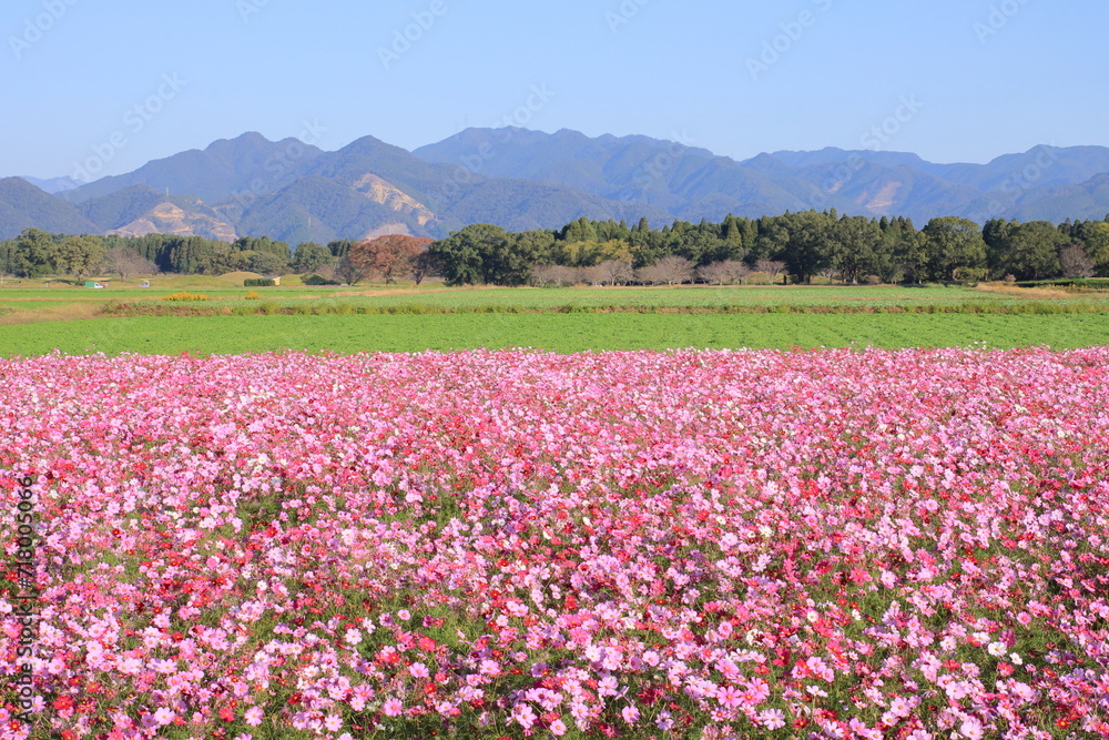 一面に広がるコスモス畑 一面に広がるコスモス畑