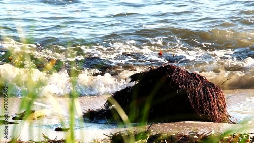 Washed up plant root system on beach moved around by small waves, telephoto photo