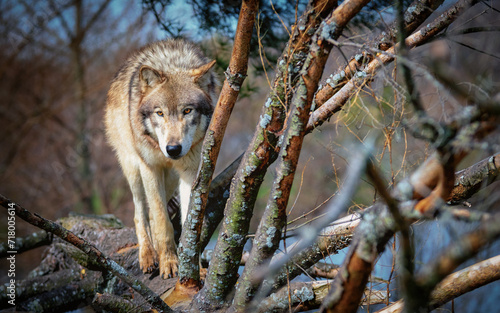 wolf in the forest