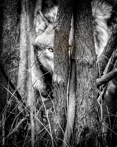 wolf in the woods