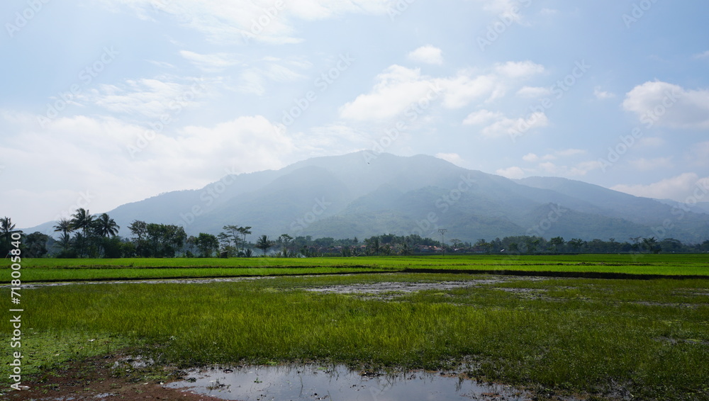 photo of a large rice field, a view of a green rice field with a clear sky photo of a large rice field, a view of a green rice field with a clear sky