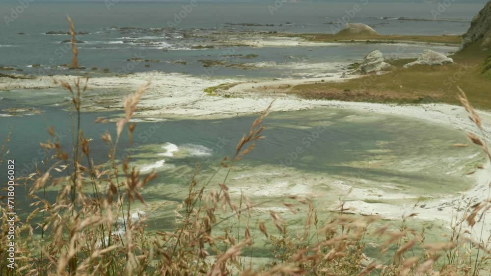 Seal Colony peeking through lush grass, a serene glimpse into the coastal haven. Seal Colony peeking through lush grass, a serene glimpse into the coastal haven.