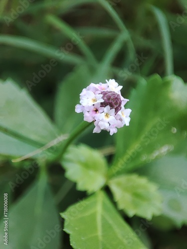 pink and white flowers