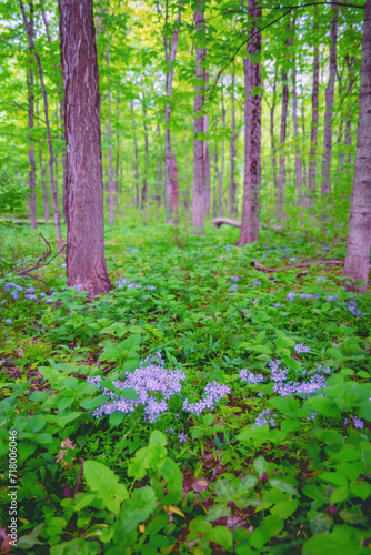 Fototapeta Naklejka Na Ścianę i Meble -  Blue Flowers in the forest