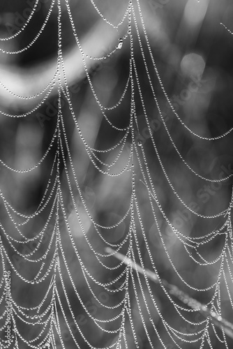 silky spiderweb in morning light with droplets of dew