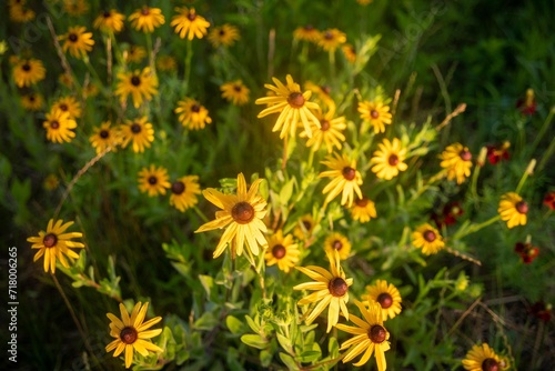 yellow dandelions in the grass