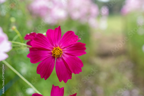 Close-up Purple Cosmos flower field in the morning at Chaing Mai  Thailand.