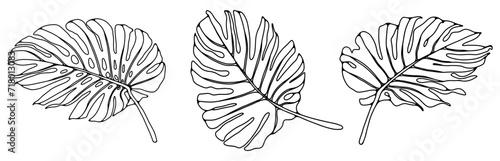 Set of outlines of three monstera leaves on a white background. Botanical objects for coloring books, publications in books and magazines.