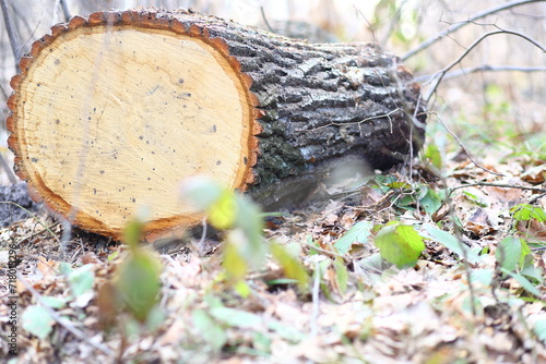 mushroom on a tree